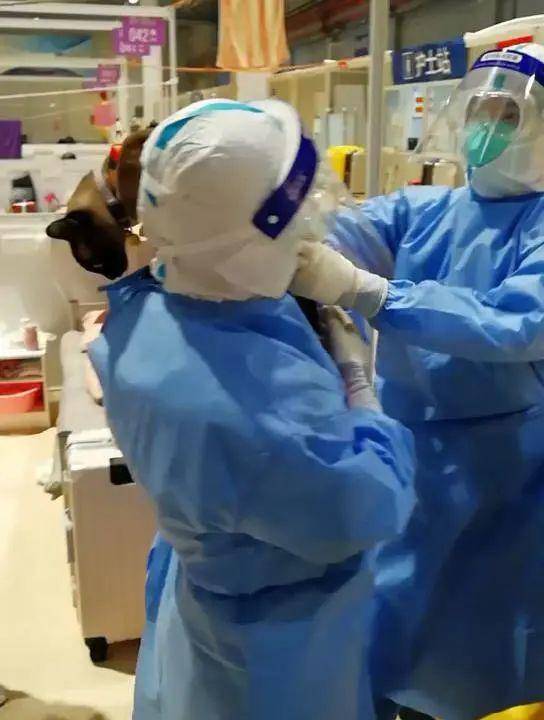 被主人带进方舱的猫猫，顺利毕业啦