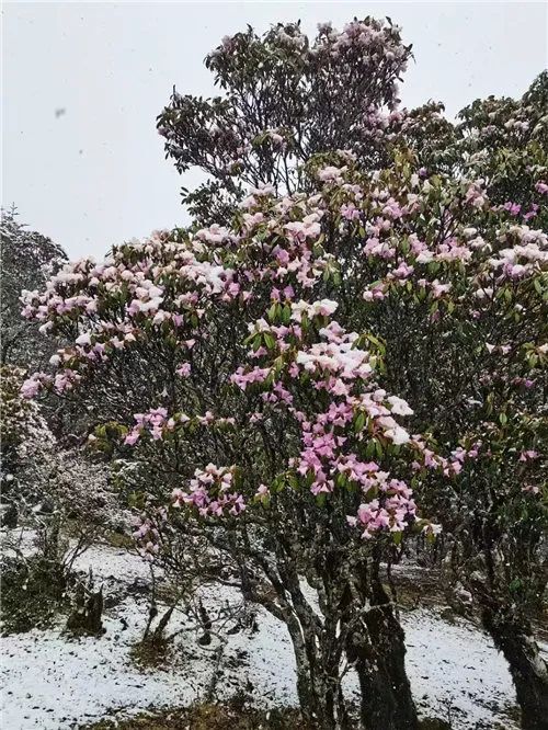 云南昆明、曲靖、昭通、楚雄等地降雪了！未来24小时天气为……