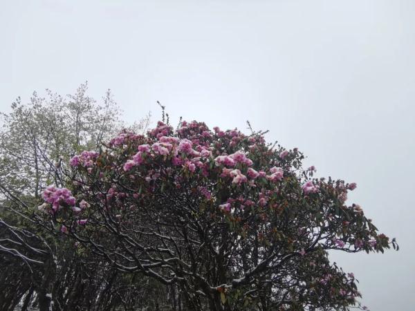 云南昆明、曲靖、昭通、楚雄等地降雪了！未来24小时天气为……