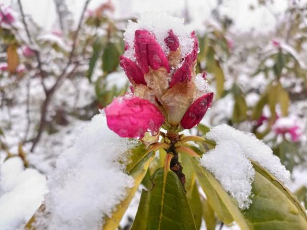 云南昆明、曲靖、昭通、楚雄等地降雪了！未来24小时天气为……