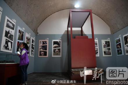 图说国是|汶川地震“猪坚强”标本新家布置完成 图说国是|汶川地震“猪坚强”标本新家布置完成