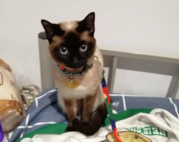 被主人带进方舱的猫猫，顺利毕业啦