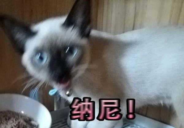 被主人带进方舱的猫猫，顺利毕业啦