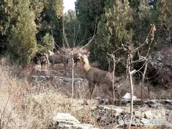 是“压马鹿”，不是“轧马路”！