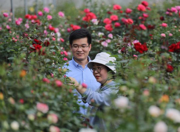 河北固安：月季花开出致富路