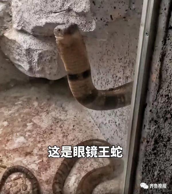 剧毒！居民村头散步碰上3米长眼镜王蛇！警方提醒
