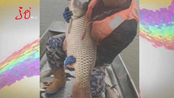 罕见！黑龙江一兄弟俩捕获鲤鱼“巨无霸”，重达50斤！