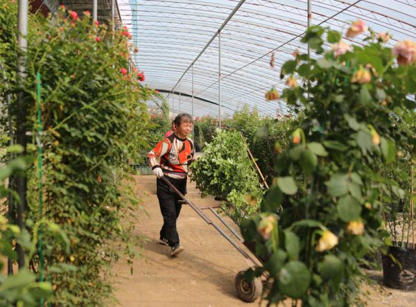 河北固安：月季花开出致富路