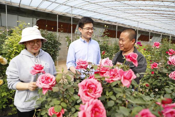 河北固安：月季花开出致富路