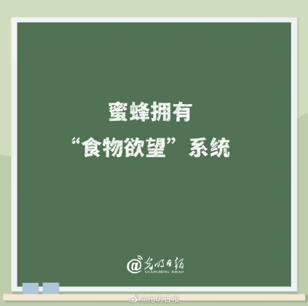 蜜蜂拥有食物欲望系统