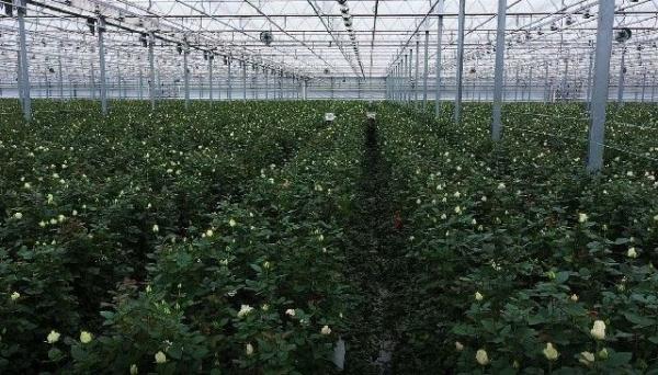 “90后护花使者”在黄土高原绽放“青春之花”