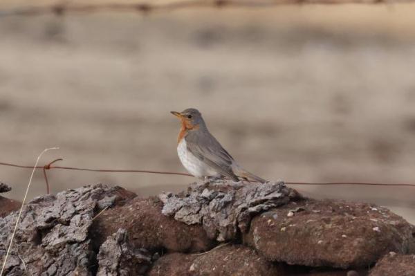 青海隆宝国家级自然保护区首现赤颈鸫 青海隆宝国家级自然保护区首现赤颈鸫