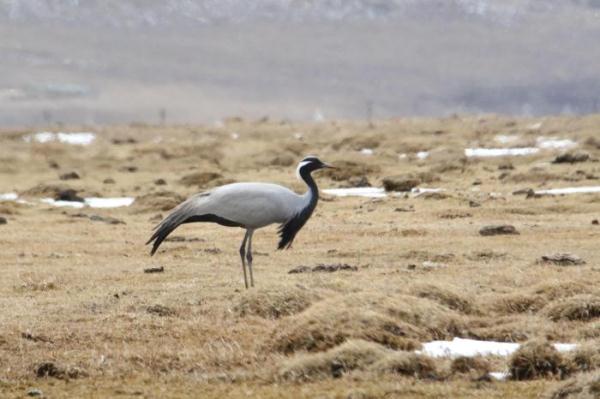 青海隆宝国家级自然保护区首现赤颈鸫 青海隆宝国家级自然保护区首现赤颈鸫