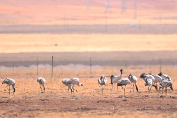 青海隆宝国家级自然保护区首现赤颈鸫 青海隆宝国家级自然保护区首现赤颈鸫