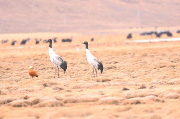 青海隆宝国家级自然保护区首现赤颈鸫 青海隆宝国家级自然保护区首现赤颈鸫