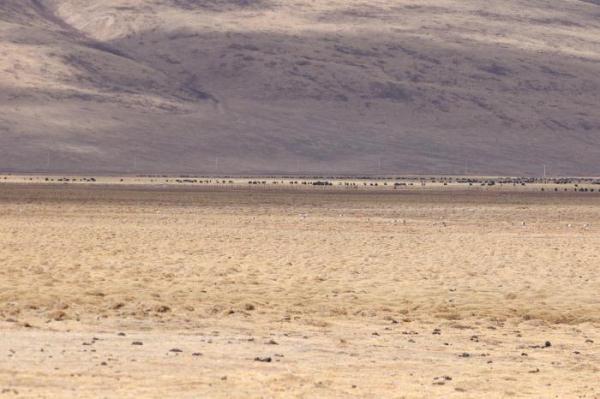 青海隆宝国家级自然保护区首现赤颈鸫 青海隆宝国家级自然保护区首现赤颈鸫