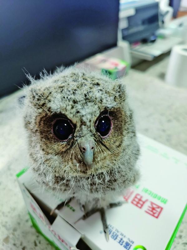 村民捡到猫头鹰宝宝 民警撑竹竿送它回家