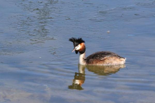 青海隆宝国家级自然保护区首现赤颈鸫 青海隆宝国家级自然保护区首现赤颈鸫