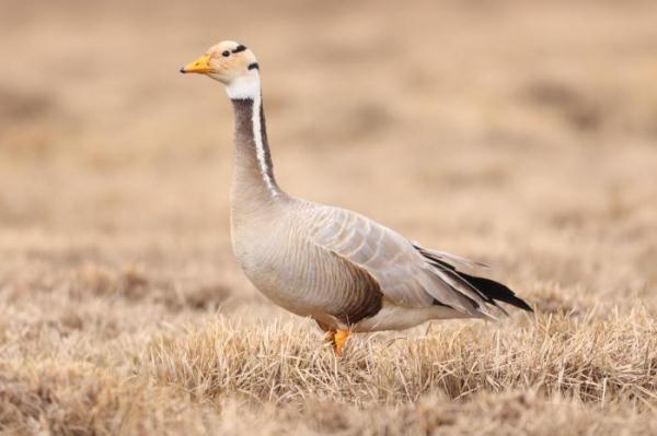 青海隆宝国家级自然保护区首现赤颈鸫 青海隆宝国家级自然保护区首现赤颈鸫