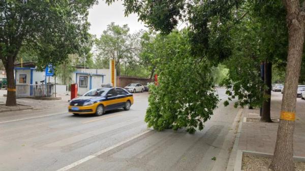 石家庄的树枝被刮断!河北迎8级大风+降温幅度20.7℃ 石家庄的树枝被刮断!河北迎8级大风+降温幅度20.7℃