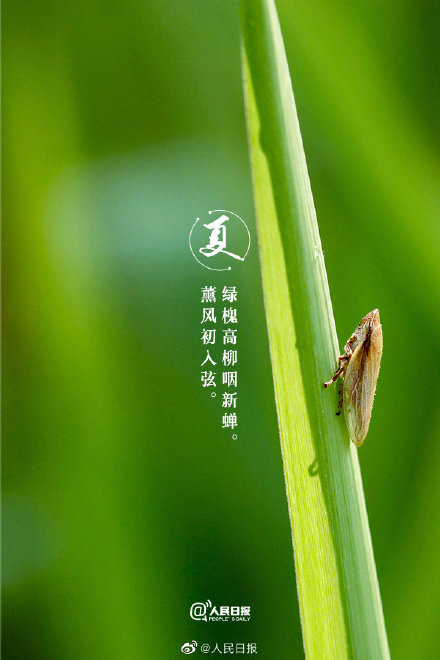 治愈系！当初夏美景遇上古诗词