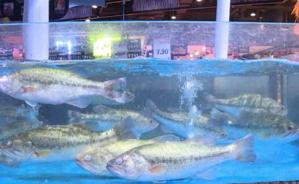 2条15元!广东一超市卖“仰泳鲈鱼”,商家回应 2条15元!广东一超市卖“仰泳鲈鱼”,商家回应