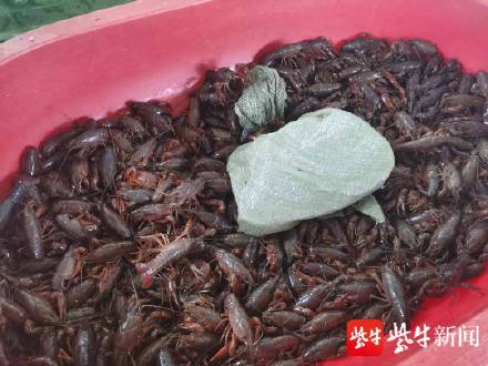 小龙虾价格降至个位数？ 没那么便宜，20元一斤是主流