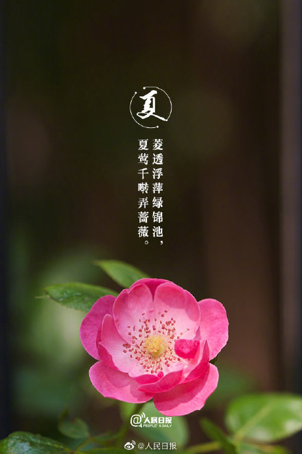 治愈系！当初夏美景遇上古诗词