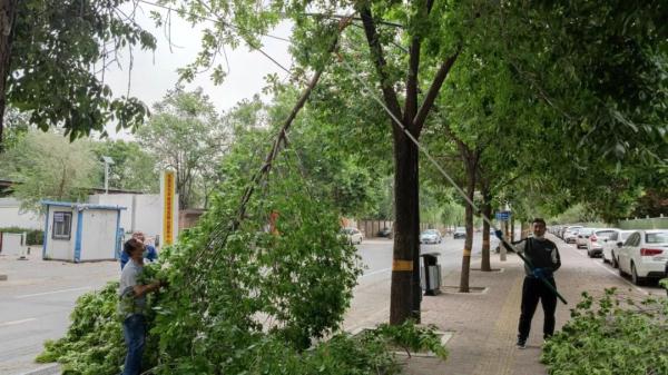 石家庄的树枝被刮断!河北迎8级大风+降温幅度20.7℃ 石家庄的树枝被刮断!河北迎8级大风+降温幅度20.7℃