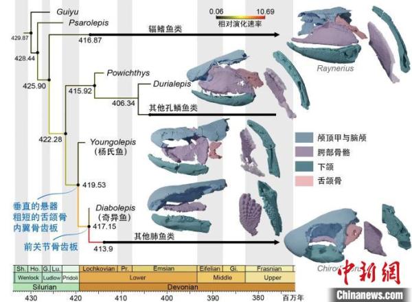 肺鱼为何能“啃硬骨头”?4.1亿年前杨氏鱼化石最新研究揭密 肺鱼为何能“啃硬骨头”?4.1亿年前杨氏鱼化石最新研究揭密