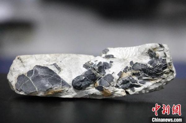 肺鱼为何能“啃硬骨头”?4.1亿年前杨氏鱼化石最新研究揭密 肺鱼为何能“啃硬骨头”?4.1亿年前杨氏鱼化石最新研究揭密