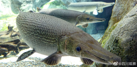 注意!四川一小区现水中杀手鳄雀鳝 注意!四川一小区现水中杀手鳄雀鳝