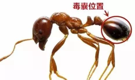 紧急提醒！福州已出现！千万别碰！严重可致死！