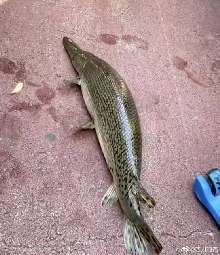 注意!四川一小区现水中杀手鳄雀鳝 注意!四川一小区现水中杀手鳄雀鳝