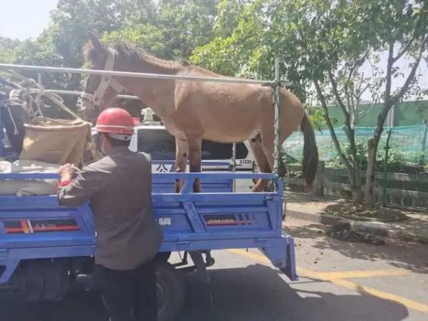 懵了!深夜,杭州街头出现一庞然大物...... 懵了!深夜,杭州街头出现一庞然大物......