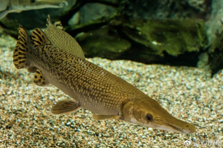 注意!四川一小区现水中杀手鳄雀鳝 注意!四川一小区现水中杀手鳄雀鳝