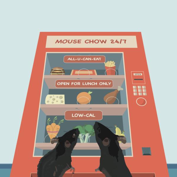 长寿不仅要少吃!研究发现限时同样重要 长寿不仅要少吃!研究发现限时同样重要