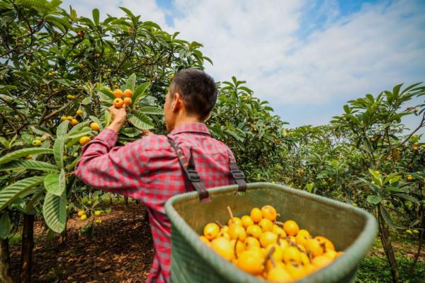 四川富顺县：琵琶镇里枇杷香