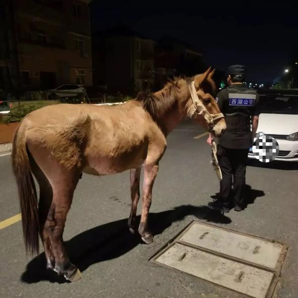 懵了!深夜,杭州街头出现一庞然大物...... 懵了!深夜,杭州街头出现一庞然大物......