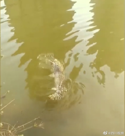 注意!四川一小区现水中杀手鳄雀鳝 注意!四川一小区现水中杀手鳄雀鳝