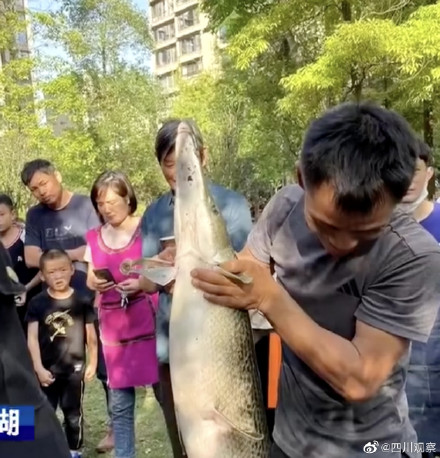 注意!四川一小区现水中杀手鳄雀鳝 注意!四川一小区现水中杀手鳄雀鳝