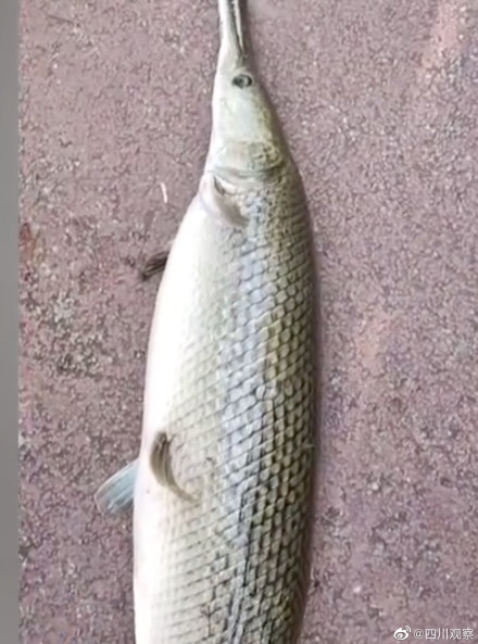 注意!四川一小区现水中杀手鳄雀鳝 注意!四川一小区现水中杀手鳄雀鳝