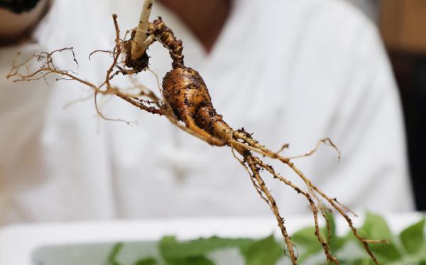 韩国大叔深山挖到百年孩儿参 估价近100万人民币 韩国大叔深山挖到百年孩儿参 估价近100万人民币