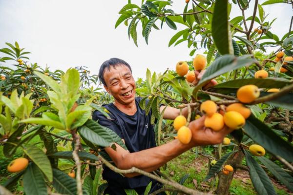 四川富顺县：琵琶镇里枇杷香