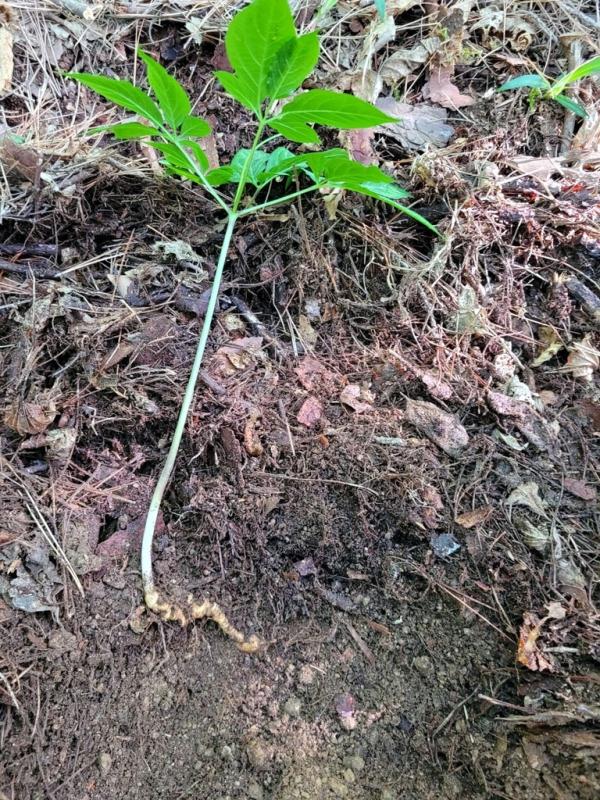 韩国大叔深山挖到百年孩儿参 估价近100万人民币 韩国大叔深山挖到百年孩儿参 估价近100万人民币