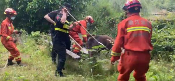 今早,杭州一小区突然冲进多头野猪,物业发布安全通知!监控里,8只黑影穿过马路... 今早,杭州一小区突然冲进多头野猪,物业发布安全通知!监控里,8只黑影穿过马路...