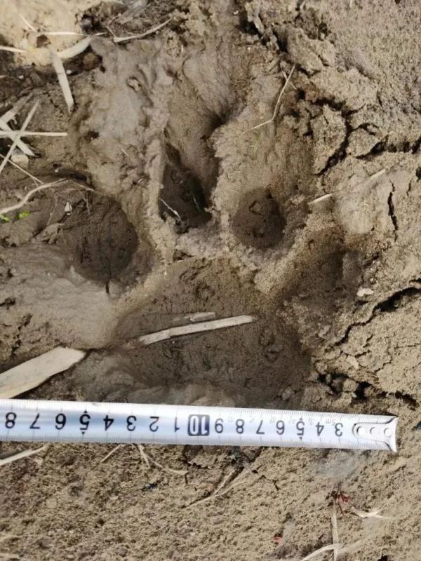 它来了？黑龙江一地发现18厘米宽脚印
