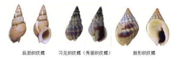 毒性超强 严重可致命！这种螺千万别吃