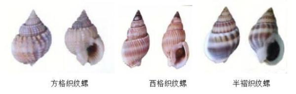 毒性超强 严重可致命！这种螺千万别吃