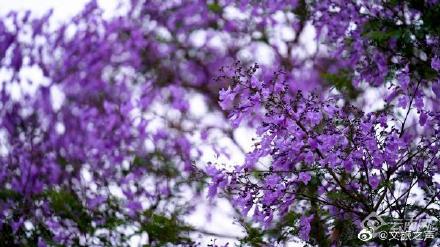 如梦春城！昆明蓝花楹进入盛花期
